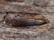 1425 Wax Moth (Galleria mellonella)
