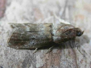 1437 Acrobasis consociella
