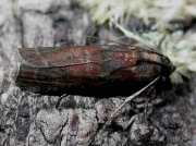 1438 Trachycera suavella