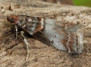 1439 Trachycera advenella