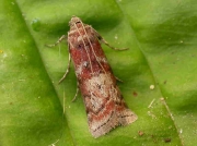 1440 Trachycera marmorea