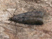 1451 Pyla fusca