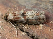 1452 Phycita roborella