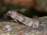 1452 Phycita roborella
