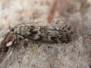 1454a Dioryctria schuetzeella