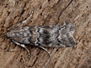 1454 Dioryctria abietella