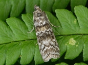 1454 Dioryctria abietella