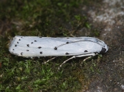 1458 Thistle Ermine (Myelois circumvoluta)