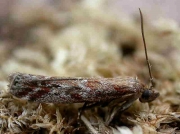 1462 Pempeliella dilutella