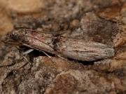 1465 Nephopterix angustella