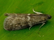1486 Apomyelois bistriatella