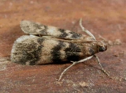 1470 Euzophera pinguis