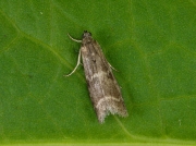 1486 Apomyelois bistriatella