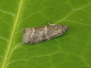1486 Apomyelois bistriatella
