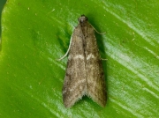 1486 Apomyelois bistriatella
