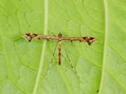 1497 Amblyptilia acanthadactyla