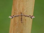 1497 Amblyptilia acanthadactyla