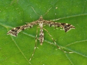 1498 Amblyptilia punctidactyla