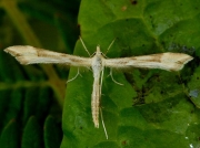 1504 Platyptilia pallidactyla