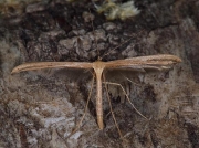 1524 Emmelina monodactyla