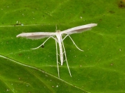 1524 Emmelina monodactyla