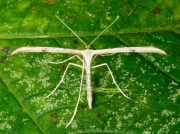 1524 Emmelina monodactyla