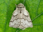 1632 Pale Eggar (Trichiura crataegi) male moth