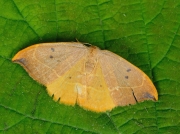 1646 Oak Hook-tip (Watsonalla binaria)
