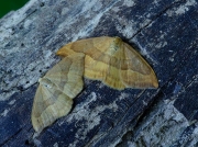 1647 Barred Hook-tip (Watsonalla cultraria)