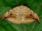 1648 Pebble Hook-tip (Drepana falcataria)