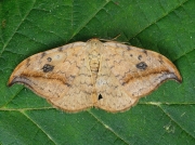 1648 Pebble Hook-tip (Drepana falcataria)