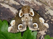 1652 Peach Blossom (Thyatira batis)