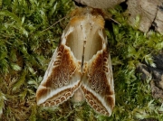 1653 Buff Arches (Habrosyne pyritoides) © Steve Ogden