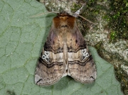 1654 Figure of Eighty (Tethea ocularis)