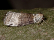 1656 Satin Lutestring (Tetheella fluctuosa)