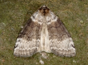 1656 Satin Lutestring (Tetheella fluctuosa)