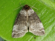 1657 Common Lutestring (Ochropacha duplaris)