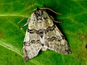 1659 Yellow Horned (Achlya flavicornis)