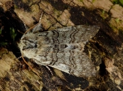1659 Yellow Horned (Achlya flavicornis)