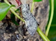 1659 Yellow Horned (Achlya flavicornis)