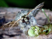 1659 Yellow Horned (Achlya flavicornis)