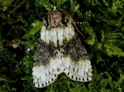 1660 Frosted Green (Polyploca ridens)