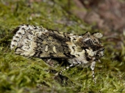 1660 Frosted Green (Polyploca ridens)