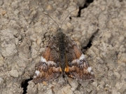 1661 Orange Underwing (Archiearis parthenias)