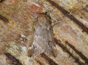 1663 March Moth (Alsophila aescularia)