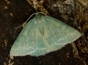 1665 Grass Emerald (Pseudoterpna pruinata)