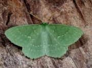 1666 Large Emerald (Geometra papilionaria)