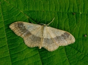 1713 Riband Wave (Idaea aversata)