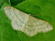 1713 Riband Wave (Idaea aversata)