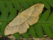 1713 Riband Wave (Idaea aversata)